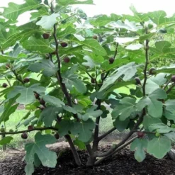 Chicago Cold Hardy Fig Tree - 3 Gallon Pot -Garden Supplies Sales 2024 Fig Chicago Cold Hardy 1 3