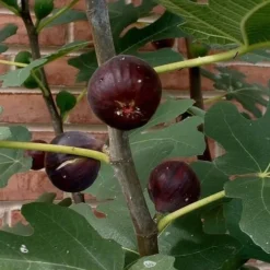 Chicago Cold Hardy Fig Tree - 2 Gallon Pot -Garden Supplies Sales 2024 Fig Chicago Cold Hardy