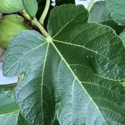 Italian Honey Fig Tree (Ficus Carica 'Lattarula') - 1 Gallon Pot -Garden Supplies Sales 2024 Fig Ischia 3