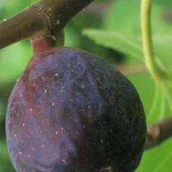 LSU Purple Fig Tree - 3 Gallon Pot