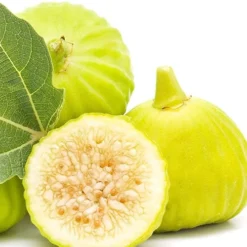 Italian Honey Fig Tree (Ficus Carica 'Lattarula') - 1 Gallon Pot -Garden Supplies Sales 2024 Fig Lemon Italian Honey 2