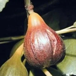 Magnolia Fig Tree - 1 Gallon Pot 7 Magnolia Fig Tree - 1 Gallon Pot -Garden Supplies Sales 2024 Fig Magnolia