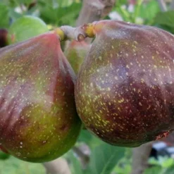 Olympian Cold Hardy Fig Tree - 2 Gallon Pot -Garden Supplies Sales 2024 Fig Olympain 2