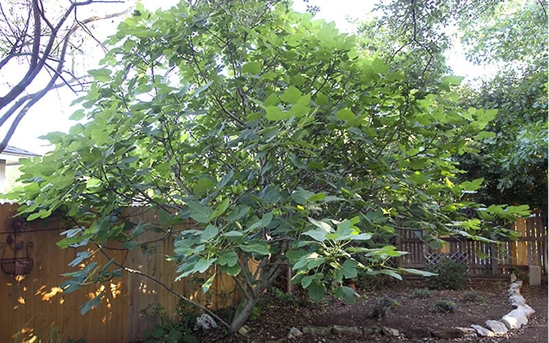 Texas Everbearing Fig Tree - 3 Gallon Pot 6 Texas Everbearing Fig Tree - 3 Gallon Pot - Image 6