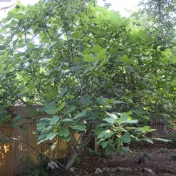 Texas Everbearing Fig Tree - 6 Pack Of 1 Gallon Pots -Garden Supplies Sales 2024 Fig Texas Everbearing 12