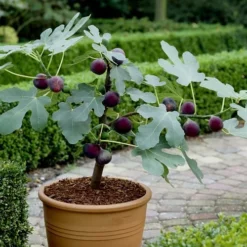 Texas Everbearing Fig Tree - 6 Pack Of 1 Gallon Pots -Garden Supplies Sales 2024 Fig Texas Everbearing 13