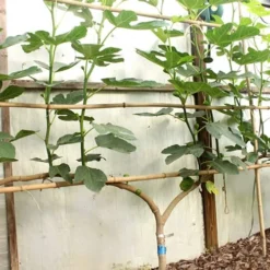 Texas Everbearing Fig Tree - 6 Pack Of 1 Gallon Pots -Garden Supplies Sales 2024 Fig Texas Everbearing 6