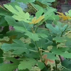 Texas Everbearing Fig Tree - 3 Gallon Pot 15 Texas Everbearing Fig Tree - 3 Gallon Pot -Garden Supplies Sales 2024 Fig Texas Everbearing 7 1