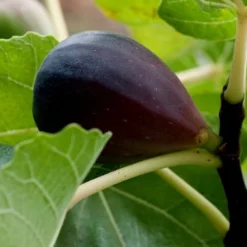 Black Mission Fig Tree - 3 Gallon Pot 9 Black Mission Fig Tree - 3 Gallon Pot -Garden Supplies Sales 2024 Grape Black Mission 50 1
