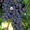 Concord Grape Vine - 1 Gallon Pot