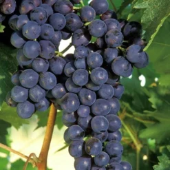 Concord Seedless Grape Vine - 1 Gallon Pot