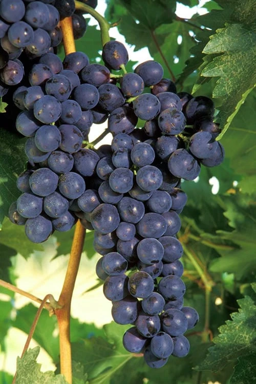 Concord Seedless Grape Vine - 1 Gallon Pot 1 Concord Seedless Grape Vine - 1 Gallon Pot
