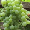 Himrod Seedless Grape Vine - 2 Gallon Pot