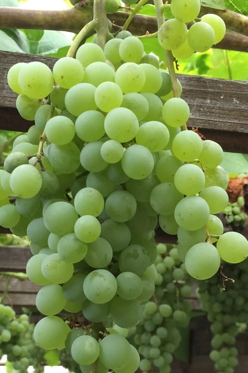 Himrod Seedless Grape Vine - 2 Gallon Pot 1 Himrod Seedless Grape Vine - 2 Gallon Pot