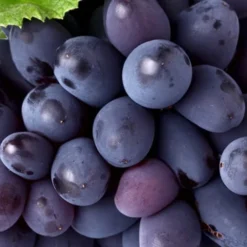 Mars Seedless Grape - 1 Gallon Pot 7 Mars Seedless Grape - 1 Gallon Pot -Garden Supplies Sales 2024 Grape Mars Seedless 50