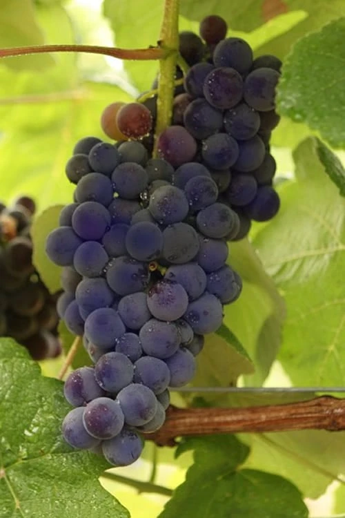 Mars Seedless Grape - 1 Gallon Pot 1 Mars Seedless Grape - 1 Gallon Pot