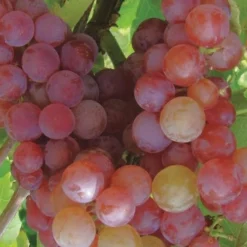 Reliance Red Seedless Grape Vine - 2 Gallon Pot -Garden Supplies Sales 2024 Grape Reliance 50 1