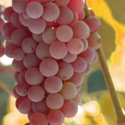 Reliance Red Seedless Grape Vine - 1 Gallon Pot