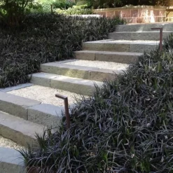 Black Mondo Grass - Ophiopogon Planiscapus 'Nigrescens' - 6 Pack Of 1 Gallon Pots -Garden Supplies Sales 2024 Grass Mondo Black 5