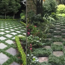 Kyoto Super Dwarf Mondo Grass - 3 Pack Of Pint Pots 11 Kyoto Super Dwarf Mondo Grass - 3 Pack Of Pint Pots -Garden Supplies Sales 2024 Grass Mondo Super Dwarf Combo