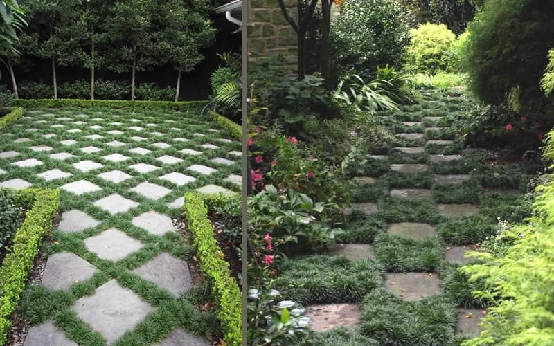 Kyoto Super Dwarf Mondo Grass - 3 Pack Of Pint Pots 6 Kyoto Super Dwarf Mondo Grass - 3 Pack Of Pint Pots - Image 6