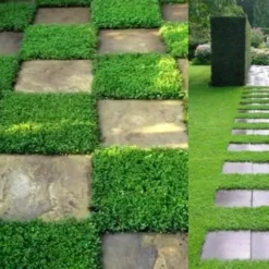 Dwarf Rupturewort Green Carpet - Herniaria Glabra - 5 Pack Of Pint Pots -Garden Supplies Sales 2024 Herniaria Dwarf Rutpurewort 2