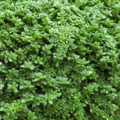 Dwarf Rupturewort Green Carpet - Herniaria Glabra - 5 Pack Of Pint Pots -Garden Supplies Sales 2024 Herniaria Dwarf Rutpurewort 20
