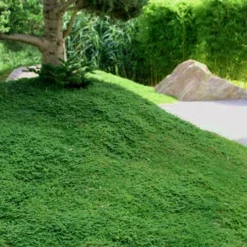 Dwarf Rupturewort Green Carpet (Herniaria Glabra) - 10 Pack Of Pint Pots 11 Dwarf Rupturewort Green Carpet (Herniaria Glabra) - 10 Pack Of Pint Pots -Garden Supplies Sales 2024 Herniaria Dwarf Rutpurewort 25 2