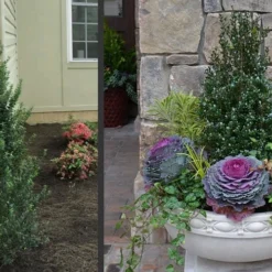 Pyramidal Compacta Japanese Holly - 3 Gallon Pot -Garden Supplies Sales 2024 Holly Compacta Pyramidal 2