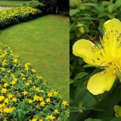 Creeping St Johns Wort (Hypericum Calycinum) - 5 Pack Of Quart Pots 8 Creeping St Johns Wort (Hypericum Calycinum) - 5 Pack Of Quart Pots -Garden Supplies Sales 2024 Hypericum Calycinum 2 1