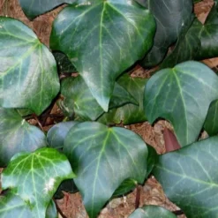 Algerian Ivy - Hedera Helix - 18 Count Flat Of Pint Pots