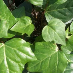 Algerian Ivy - Hedera Helix - 18 Count Flat Of Pint Pots -Garden Supplies Sales 2024 Ivy Algerian Closeup