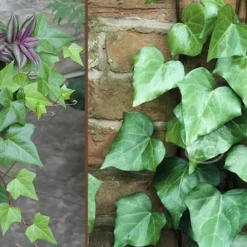 Algerian Ivy - Hedera Helix - 10 Count Flat Of Pint Pots -Garden Supplies Sales 2024 Ivy Algerian Combo 3