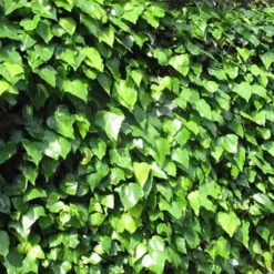 Algerian Ivy - Hedera Helix - 18 Count Flat Of Pint Pots -Garden Supplies Sales 2024 Ivy Algerian Landscape