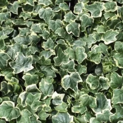 Anne Marie White Variegated Ivy (Hedera Helix) - 6 Pack Of 2.5" Pots 9 Anne Marie White Variegated Ivy (Hedera Helix) - 6 Pack Of 2.5" Pots -Garden Supplies Sales 2024 Ivy Anne Marie 1