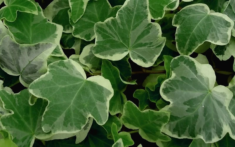 Anne Marie White Variegated Ivy (Hedera Helix) - 6 Pack Of 2.5" Pots 4 Anne Marie White Variegated Ivy (Hedera Helix) - 6 Pack Of 2.5" Pots - Image 4