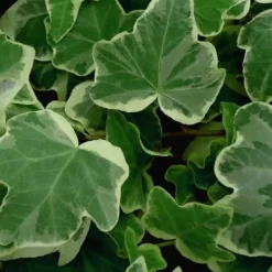 Anne Marie White Variegated Ivy (Hedera Helix) - 10 Count Flat Of Pint Pots -Garden Supplies Sales 2024 Ivy Anne Marie 50 2