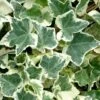 Anne Marie White Variegated Ivy (Hedera Helix) - 5 Pack Of Pint Pots