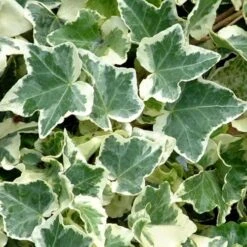 Anne Marie White Variegated Ivy (Hedera Helix) - 6 Pack Of 2.5" Pots