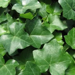 English Ivy (Hedera Helix) - 36 Pack Of 3.5" Pots -Garden Supplies Sales 2024 Ivy English 1 1