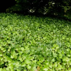 English Ivy (Hedera Helix) - 36 Pack Of 3.5" Pots -Garden Supplies Sales 2024 Ivy English 2