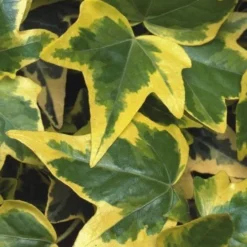 Gold Child Ivy (Hedera Helix) - 10 Pack Of Pint Pots 9 Gold Child Ivy (Hedera Helix) - 10 Pack Of Pint Pots -Garden Supplies Sales 2024 Ivy Gold Child 1 1