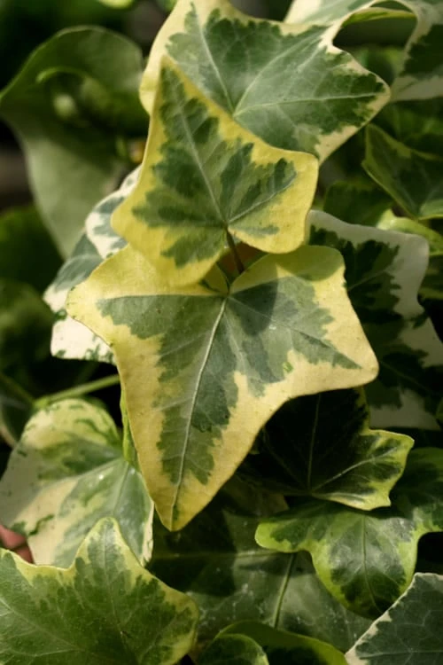Gold Child Ivy (Hedera Helix) - 10 Pack Of Pint Pots 5 Gold Child Ivy (Hedera Helix) - 10 Pack Of Pint Pots - Image 5