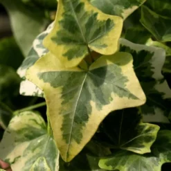 Gold Child Ivy (Hedera Helix) - 6 Pack Of Pint Pots -Garden Supplies Sales 2024 Ivy Gold Child 3