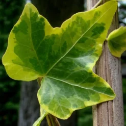 Gold Child Ivy (Hedera Helix) - 10 Pack Of Pint Pots 11 Gold Child Ivy (Hedera Helix) - 10 Pack Of Pint Pots -Garden Supplies Sales 2024 Ivy Gold Child 4 1