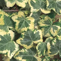 Golden Ingot Ivy - Hedera Helix - 3 Pack Of Pint Pots 9 Golden Ingot Ivy - Hedera Helix - 3 Pack Of Pint Pots -Garden Supplies Sales 2024 Ivy Golden Ingot