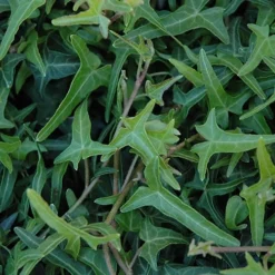 Needlepoint Ivy (Hedera Helix) - 8 Pack Of 2.5" Pots -Garden Supplies Sales 2024 Ivy Needlepoint 50 1