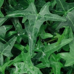 Needlepoint Ivy (Hedera Helix) - 8 Pack Of 2.5" Pots