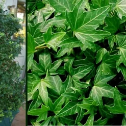 Needlepoint Ivy (Hedera Helix) - 5 Pack Of Pint Pots -Garden Supplies Sales 2024 Ivy Needlepoint Combo 2