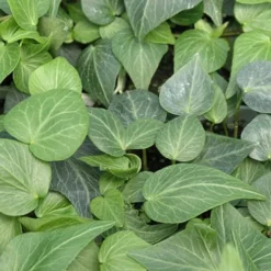 Teardrop Ivy (Hedera Helix) - 10 Pack Of Pint Pots -Garden Supplies Sales 2024 Ivy Tear Drop
